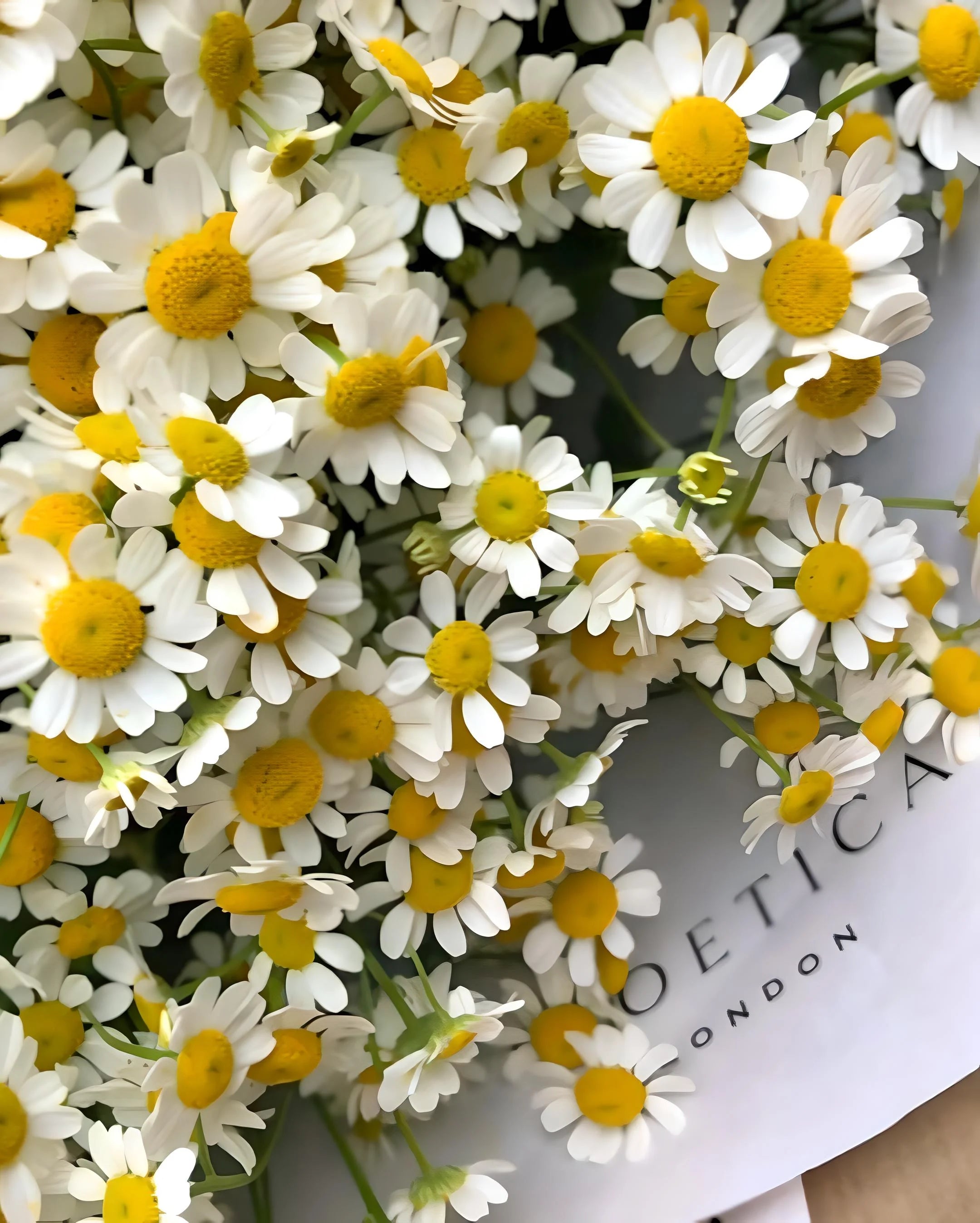 Daisy